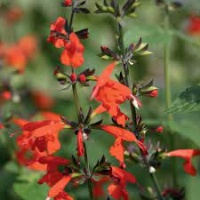 Salvia Coccinea Spanish Dancer Sage Seeds Plants Hummingbird Plants