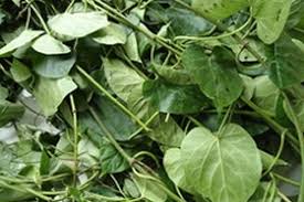 Healths Benefits Of Gongronema Latifolium Leaves Called Utazi In My Country Steemit