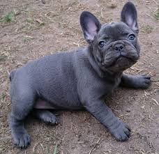Browse and find french bulldog puppies today, on the uk's leading dog only classifieds site. Solid Blue French Bulldogs Puppies For Sale Alloa Clackmannanshire Pets4homes