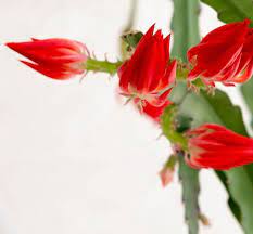 Maybe you would like to learn more about one of these? Orchid Cactus Disocactus Ackermannii