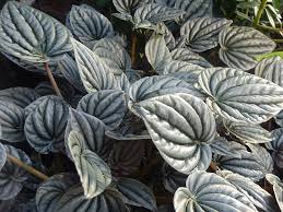 Image result for Peperomia fernandopoiana