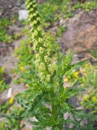 Yellow wild flowers of goldenrod (solidago virgaurea) on meadow over blue sky background. Reseda Luteola Wikipedia