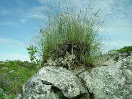 Image result for Coleochloa