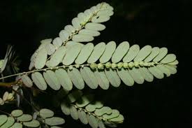 Image result for Phyllanthus amarus
