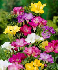 Touch Of Eco Giant Begonia Flower Set Of Three Zulily In 2020 Freesia Flowers Bulb Flowers Fragrant Flowers
