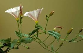 Image result for Convolvulaceae