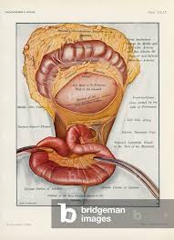 Image result for Enterostomy