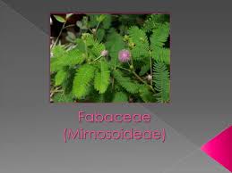 Image result for Fabaceae subfamily Mimosoideae