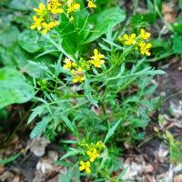 Image result for Rorippa nudiuscula