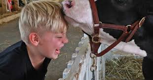 Clark County Fair Results 2019: See who won their shows