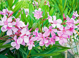 Maybe you would like to learn more about one of these? Oleander Nerium Oleander Pflanzen Pflegen Mein Schoner Garten