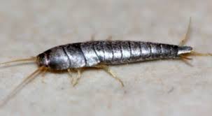 Comment Lutter Contre Les Poissons D Argent Ces Petits Insectes Qui Font Des Degats Astuces De Grand Mere Poisson D Argent Astuces Insectes