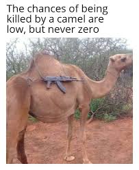 It's where your interests connect you with your people. The Best Camel Memes Memedroid