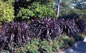 Princess caroline fountain grass' attractive grassy leaves are burgundy in color with pointy deep purple spines. Princess Caroline Purple Fountain Grass Picture Purple Fountain Grass Fountain Grass Grass Picture