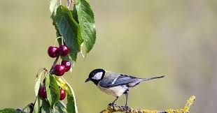 It works because the birds cannot go through the mesh netting. 9 Ways To Keep Birds Off Fruit Trees Detailed Explanation