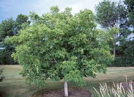 Image result for Aedesia glabra