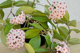 Image result for hoya plant flower