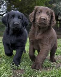 P Xradtbhx Cute Animals Cute Dogs Baby Dogs
