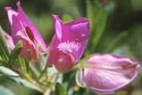 Image result for Polygala usafuensis