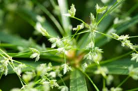 Image result for Cyperus clavinux