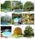 Pool Friendly Trees