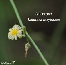 Image result for Launaea intybacea