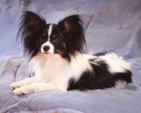 Q4004466860 papillons from this kennel are doing very well in the show ring around australia. Papillon Puppies For Sale In Pennsylvania Papillon Breeders And Information