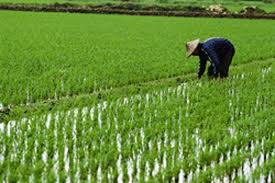 Image result for Chinese farmer