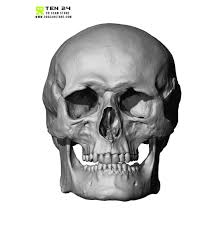 Image result for skull