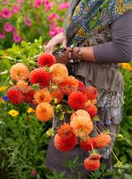 Image result for Dahlia x pinnata `Pompon Lilliput`