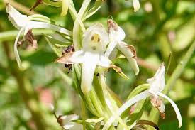 Image result for Microglossa densiflora