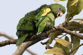 Image result for Pteris kivuensis