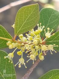 Image result for Flueggea virosa