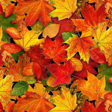 You can leave the leaves on your lawn and still have a beautiful yard in the spring. Fall Leaves Fabric By The Yard Multi Fall Leaves Etsy Autumn Scenery Autumn Leaves Fall Colors
