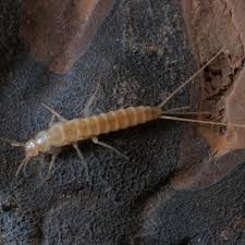 For example, you'll likely see mouse if you've got an infestation of fruit flies or gnats, places some rotted fruit in a bowl and cover it with plastic wrap. Pdf The Family Nicoletiidae In The Canary Islands With Description Of New Taxa Insecta Zygentoma