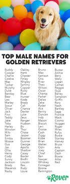 The 251 Most Popular Golden Retriever Names Of 2020 Golden Retriever Names Pet Names For Dogs Dog Names