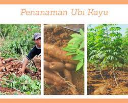 Ubi kayu yang lebih di kenal dan populer dengan sebutan singkong ini sangat mudah di temukan di mana saja. Ohh Kerepek Bagaimana Pula Dengan Cara Penanaman Ubi Kayu ÙÙŠØ³Ø¨ÙˆÙƒ