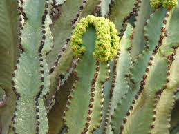 Image result for Euphorbia memoralis