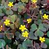 Because of the shape of the leaves it is often compared to clover. Https Encrypted Tbn0 Gstatic Com Images Q Tbn And9gcrfrw97laklwqplo71icfrrbmvu7bpryvybxfgto1mxtbtnhdyx Usqp Cau