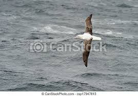 Epomophora) displaying on the grassy slopes of campbell island, new zealand, nov. Flying Southern Royal Albatross Canstock