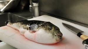 Is it safe to touch a puffer fish precautions explained caring basics pufferfish fish facts tetraodontidae az animals anese cuisine why do eat fugu motivist an man critically ill in hong kong after eating puffer fish food safety news. Brazilian Puffer Fish Lunch Poisons 11 Bbc News