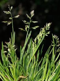 Image result for Danthoniopsis pruinosa