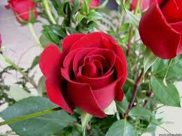 Hd phone wallpapers download beautiful high quality best phone background images collection for your smartphone and tablet. Gulab Ka Phool Wallpaper Download Red Rose Flower 800x600 Wallpaper Teahub Io