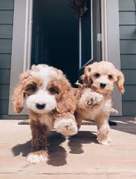 Hey Beautiful Follow Mayarose 15 For More Cute Animal Pictures Cute Dogs Baby Dogs