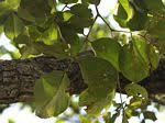 Image result for Pterocarpus rotundifolius