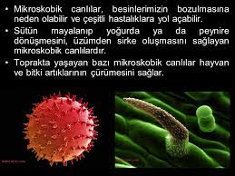 gozle gorulmeyen canlilar mikro dunya ppt video online indir