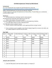 Gel Electrophoresis Virtual Lab Wksht Classzone Key Docx Name Answer Key Date Class Gel Electrophoresis Virtual Lab Worksheet Instructions Go To The Course Hero