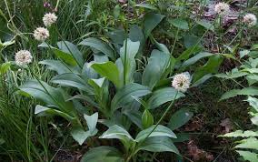 Image result for Stolzia williamsonii