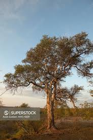 Image result for Boscia albitrunca