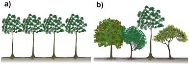 Since the 80s, these tropical tree monocultures have expanded by almost fivefold. Forests Free Full Text Are Mixed Tropical Tree Plantations More Resistant To Drought Than Monocultures Html